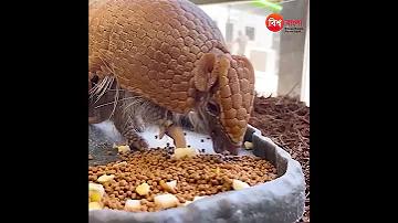 রিডিং