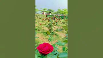 যেন অন্যরকম
