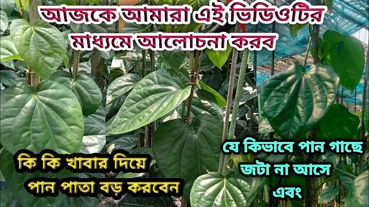 ফেসবুক কবে