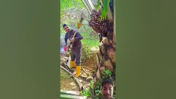 ক্যাসিনো নিয়ন্ত্রণ করছে চীন-হংকং-কোরিয়াসহ ৫ দেশ! | Casino