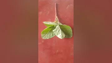 কিভাবে ফেসবুক পেজ খুলতে হয়