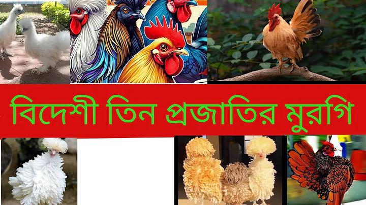 ফিফা ওয়ার্ল্ড কাপ ট২২ লাইভ স্ট্রিমিং