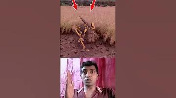 কমলা রকেট ফুল মুভি