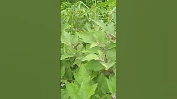 দ্বিতীয় বিশ্ব কি