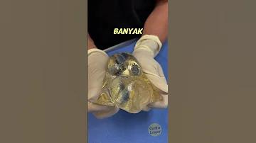 ইজতেমার মোনাজাত লাইভ