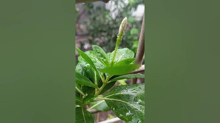 জয়লাভের সুযোগ বাড়ান