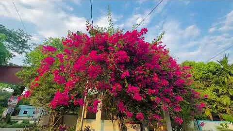অস্ট্রেলিয়া বনাম ভারত লাইভ