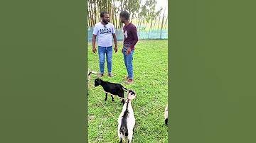 ববি হাজ্জাজ