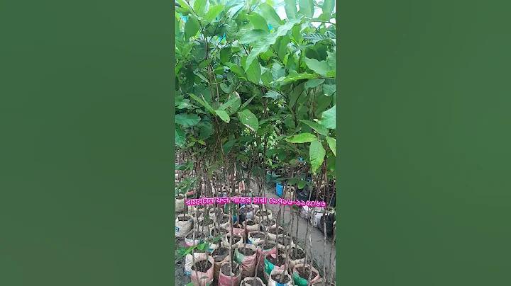 এল ভি প্রসাদ চক্ষু হাসপাতাল বিনামূল্যে