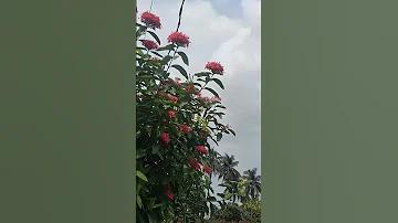 vtbet88 bangladesh