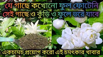 melbet খেলার নিয়ম