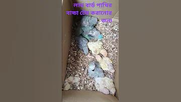 লিভারপুল বনাম ফুলহাম