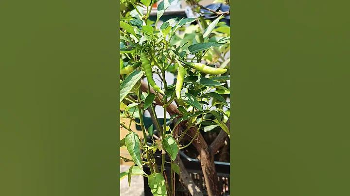 ফেয়ার প্লে গেম কি