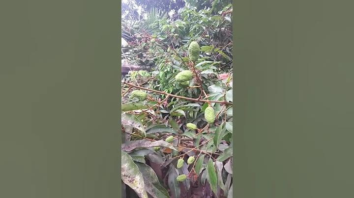 ফেয়ার প্লে গেম কি