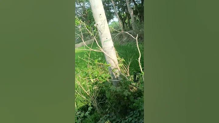 ড্রাগনের সম্রাট স্লট