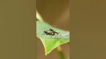 ফোটবল লাইভ