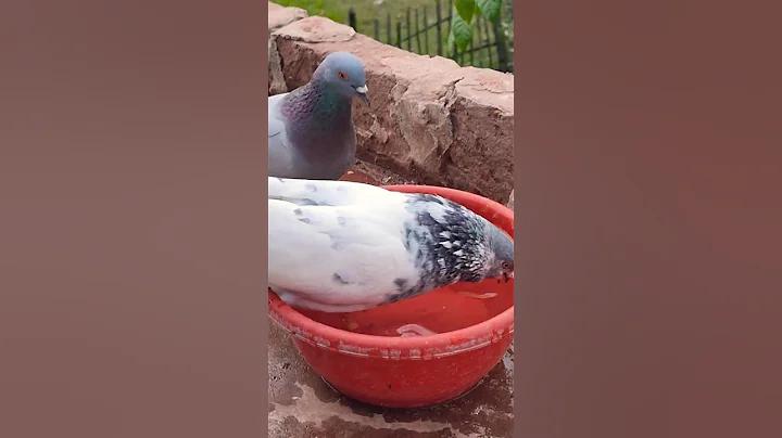 এল ক্লাসিকো লাইভ