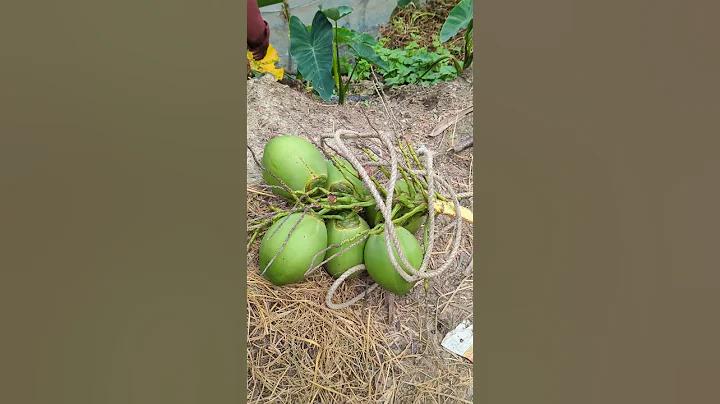 বালা গেম