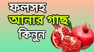 baji 365 sign up download