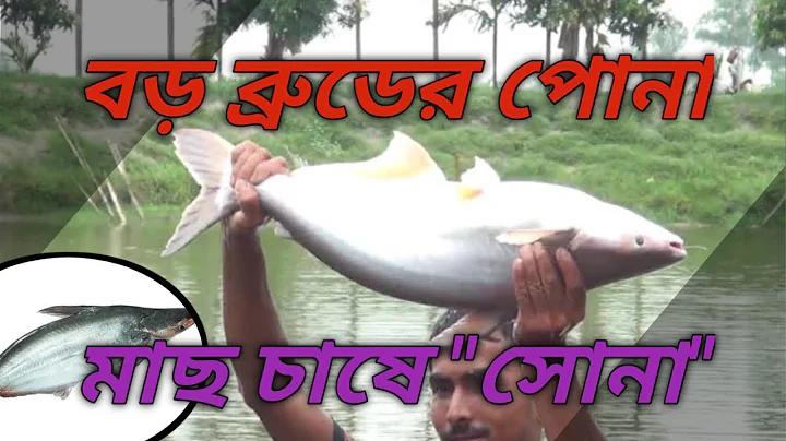 অস্ট্রেলিয়া ভার্সেস ইন্ডিয়া লাইভ স্কোর