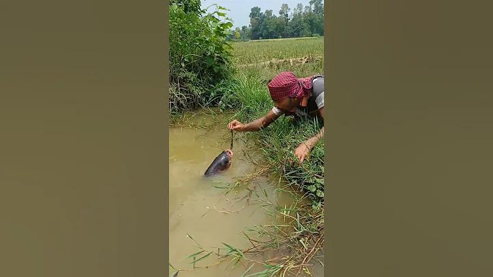 বিকাশ জব সার্কুলার ২০২৪