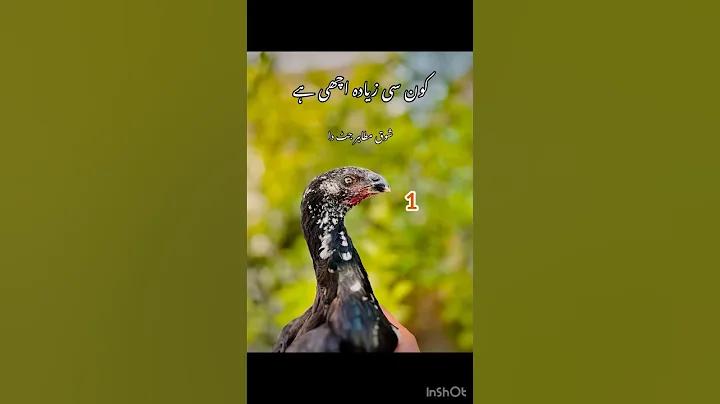 3 জনের জন্য ডামি কতগুলি কার্ড