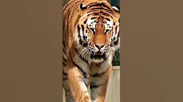 শাহরিয়ার নাজিম জয়