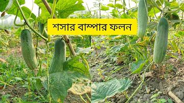 বিশ্ব হাত ধোয়া দিবস