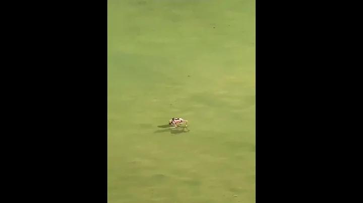 হোটেলের ডাল রান্না