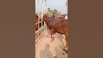 অস্ট্রেলিয়ার সবচেয়ে বিখ্যাত ক্রিকেটার কে