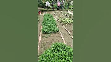 বিশ্বকাপ ১৯৯৮