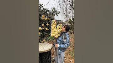 নাহিয়ান খান জয়