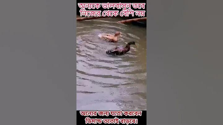 হাঁনয় লটারি লট্টো