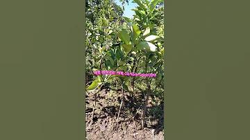 পথে প্রবেশ sbobet মোবাইল