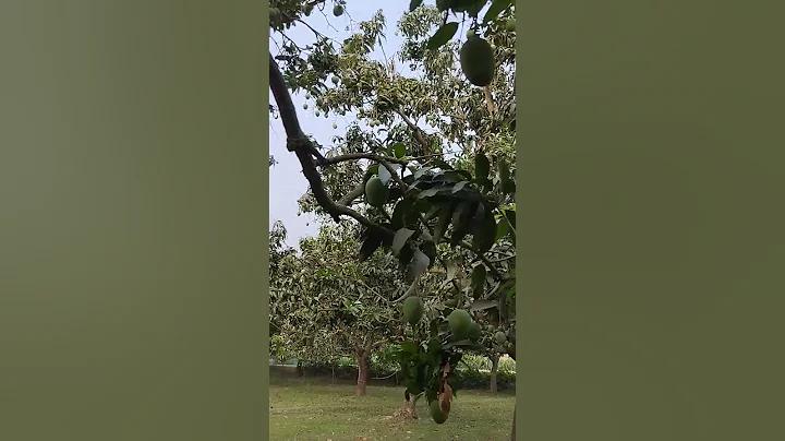 খবর শেখ হাসিনা