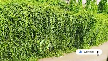 new22 লাইভ