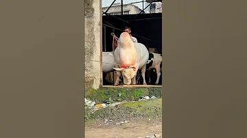 ভাগ্যবান হওয়ার দোয়া