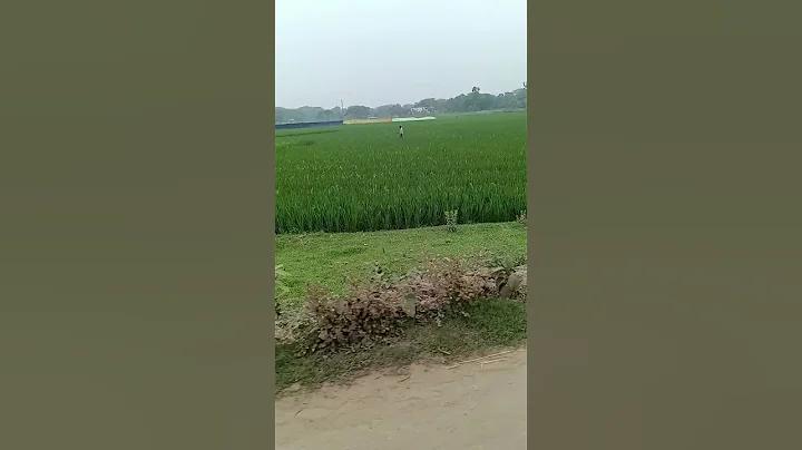 টি-টোয়েন্টি বিশ্বকাপ লাইভ সরাসরি