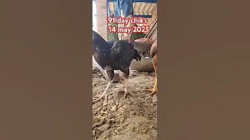 লাইভ22 ইজি