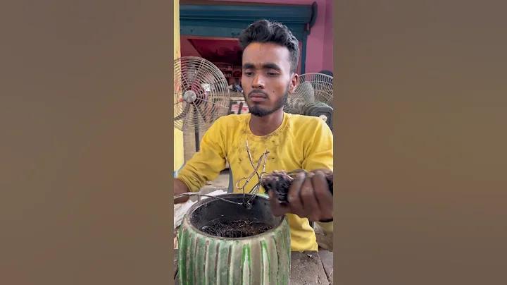 সাহারা ইন্ডিয়া পরিবার