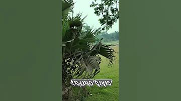 টিকটক কত ফলোয়ার কেমন আয়