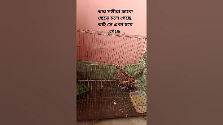 ঝোলটি হয় গরম english translation