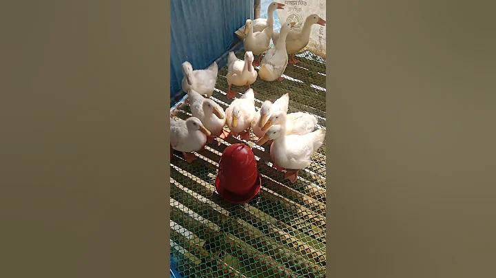 বাংলাদেশের জাতীয় ভাষা কি