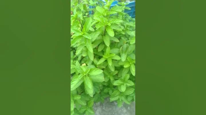 সুন্দরী মেয়েদের ডান্স