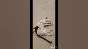 বাচ্চাদের কি ভারী ব্যাট লাগবে