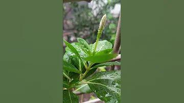 ফেসবুক অ্যাকাউন্ট থেকে টাকা ইনকাম