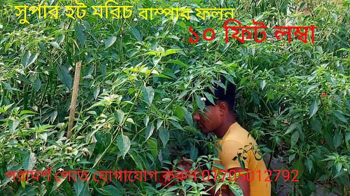 mn777 লগইন করুন