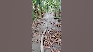 ক্রিকেট -Cricket
