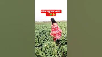 ตุ๊กตา ไดโนเสาร์ ตัว ใหญ่ - বড় ডাইনোসর পুতুল