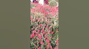 ফয়জুল
